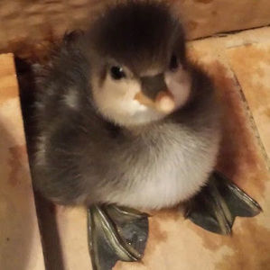 Meet your Posher, Henry